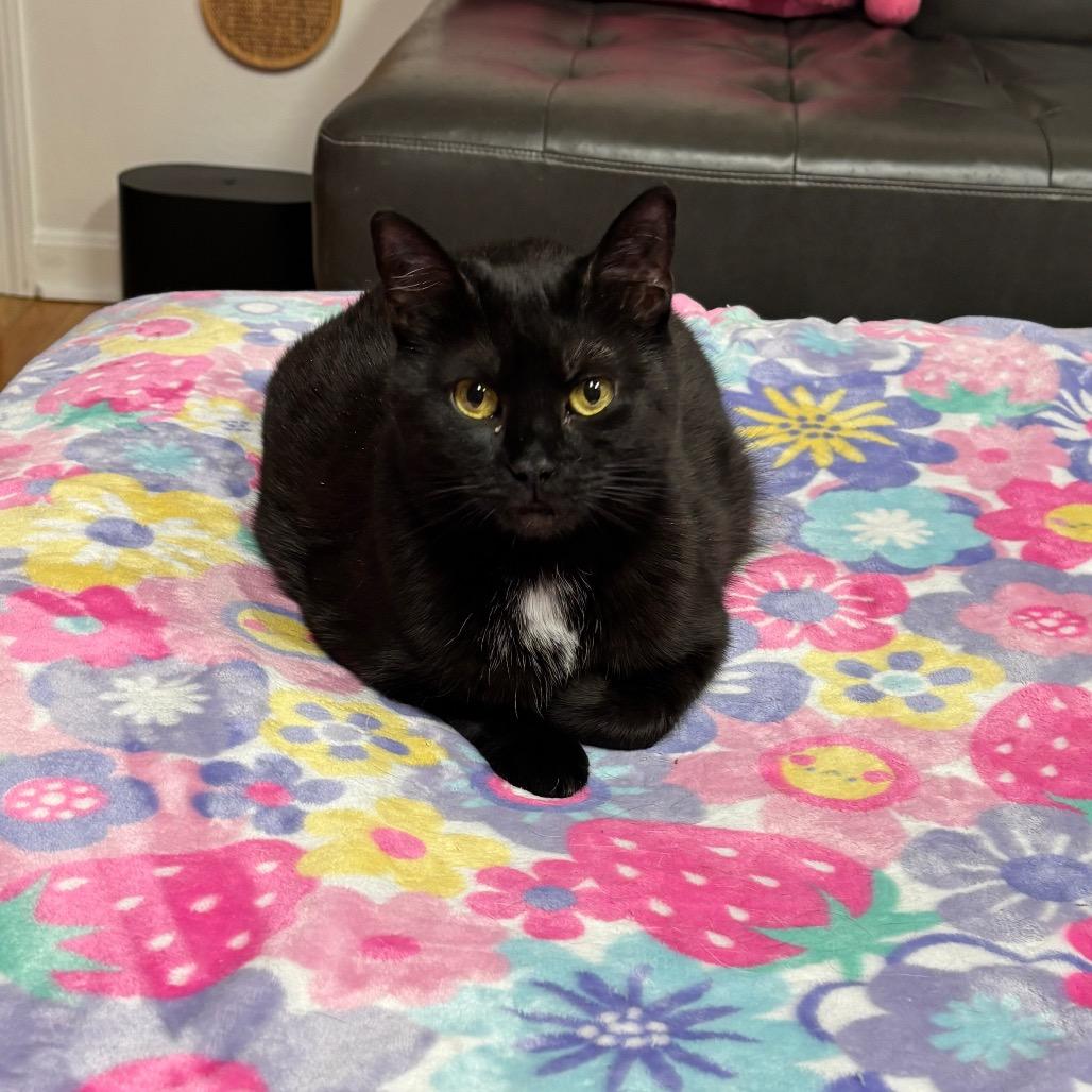 Enlarge Sushi, a Adoptable Domestic Short Hair in Granville, OH image 6/6