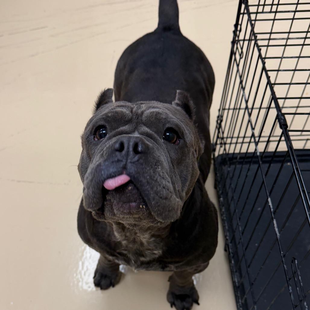 Enlarge Muffin, a Adoptable Mixed Breed in Winston-Salem, NC image 1/2