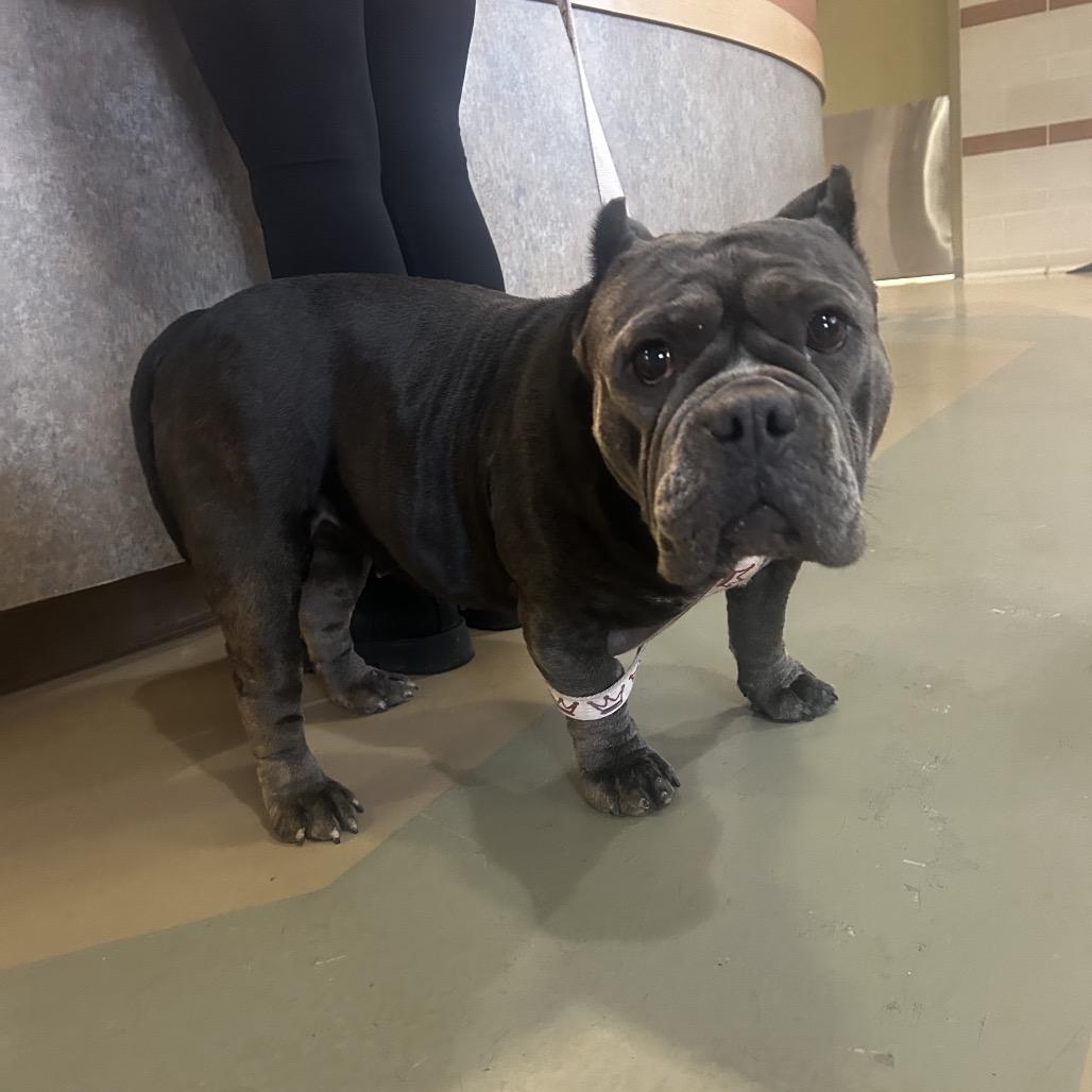 Enlarge Muffin, a Adoptable Mixed Breed in Winston-Salem, NC image 2/2