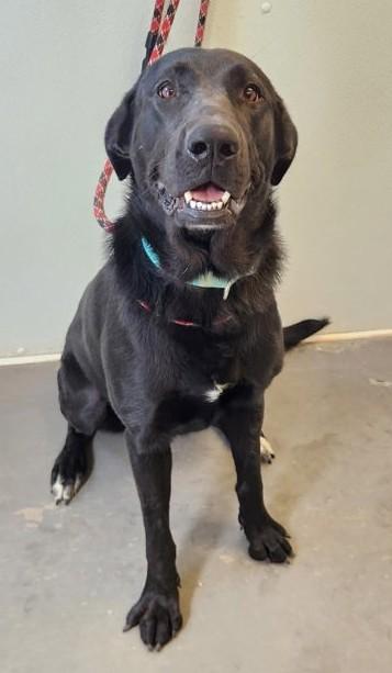 Enlarge Kiwi, a ADOPTABLE mixed breed in Butte, MT image 1/1