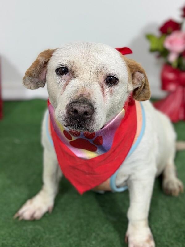 Enlarge Dottie-One of our Amazing Rescue Dogs, a Adoptable mixed breed in Palo Alto, CA image 1/1