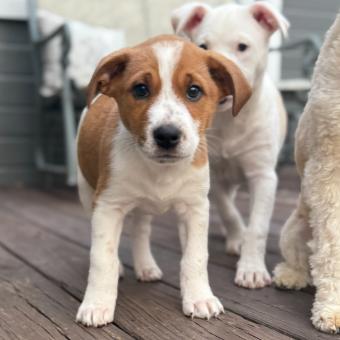 Tiger, adopted, Puppy Male Beagle & Retriever.