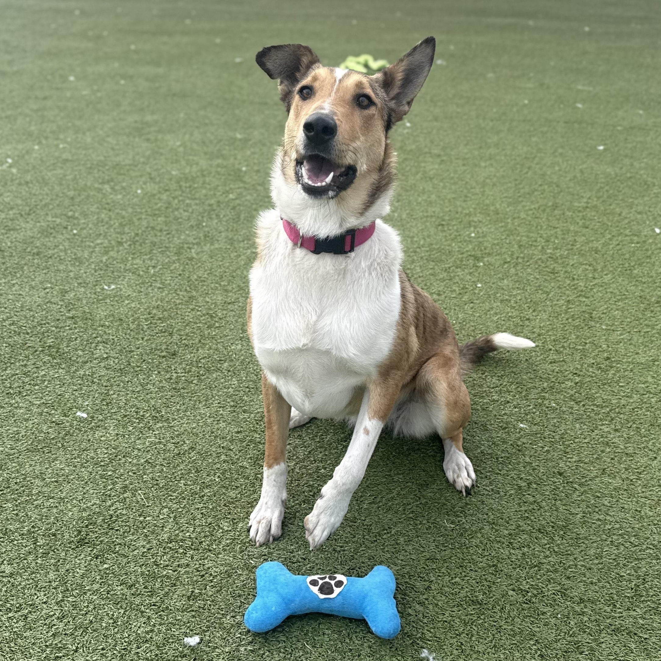 Enlarge Jacie, a ADOPTABLE mixed breed in Hays, KS image 1/5