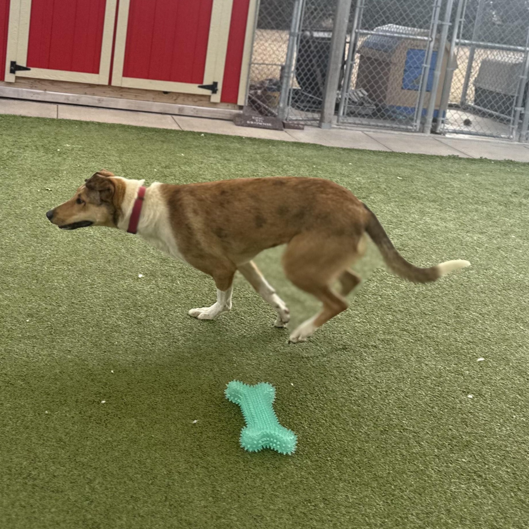 Enlarge Jacie, a ADOPTABLE mixed breed in Hays, KS image 2/5