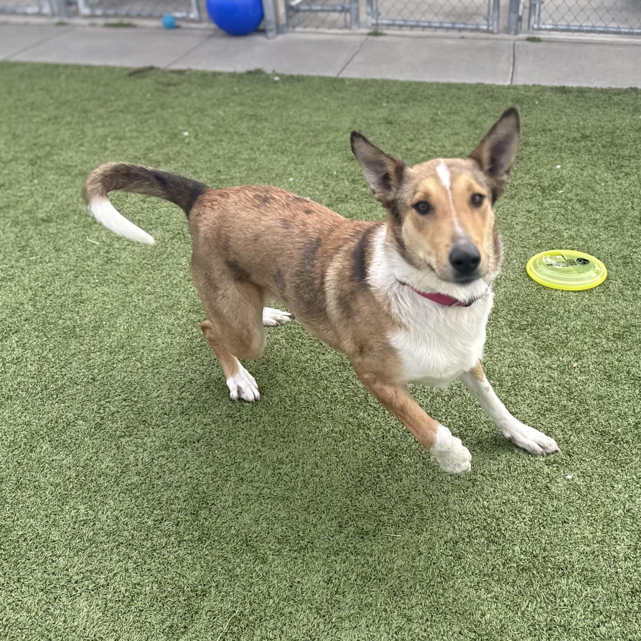 Enlarge Jacie, a ADOPTABLE mixed breed in Hays, KS image 3/5