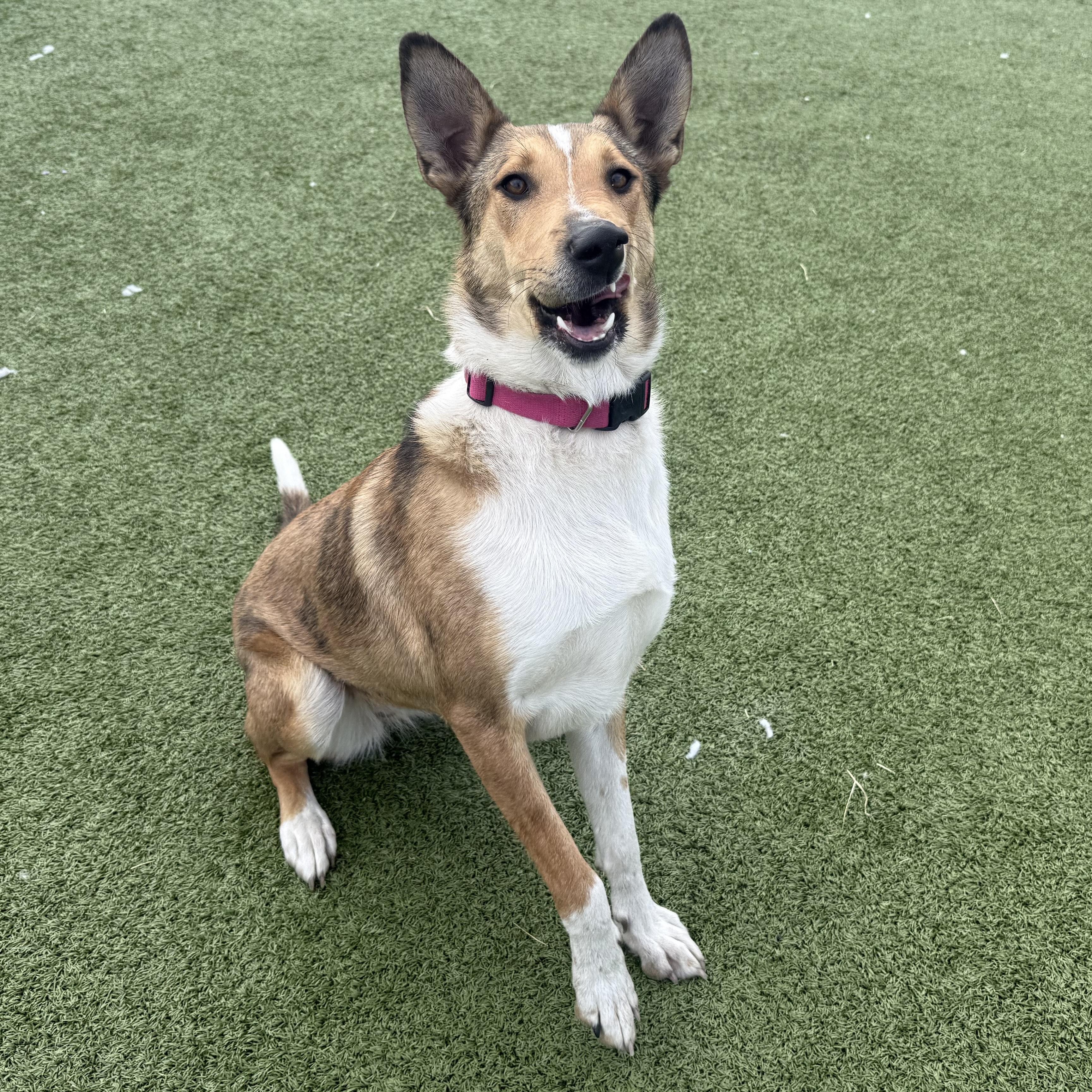 Enlarge Jacie, a ADOPTABLE mixed breed in Hays, KS image 4/5