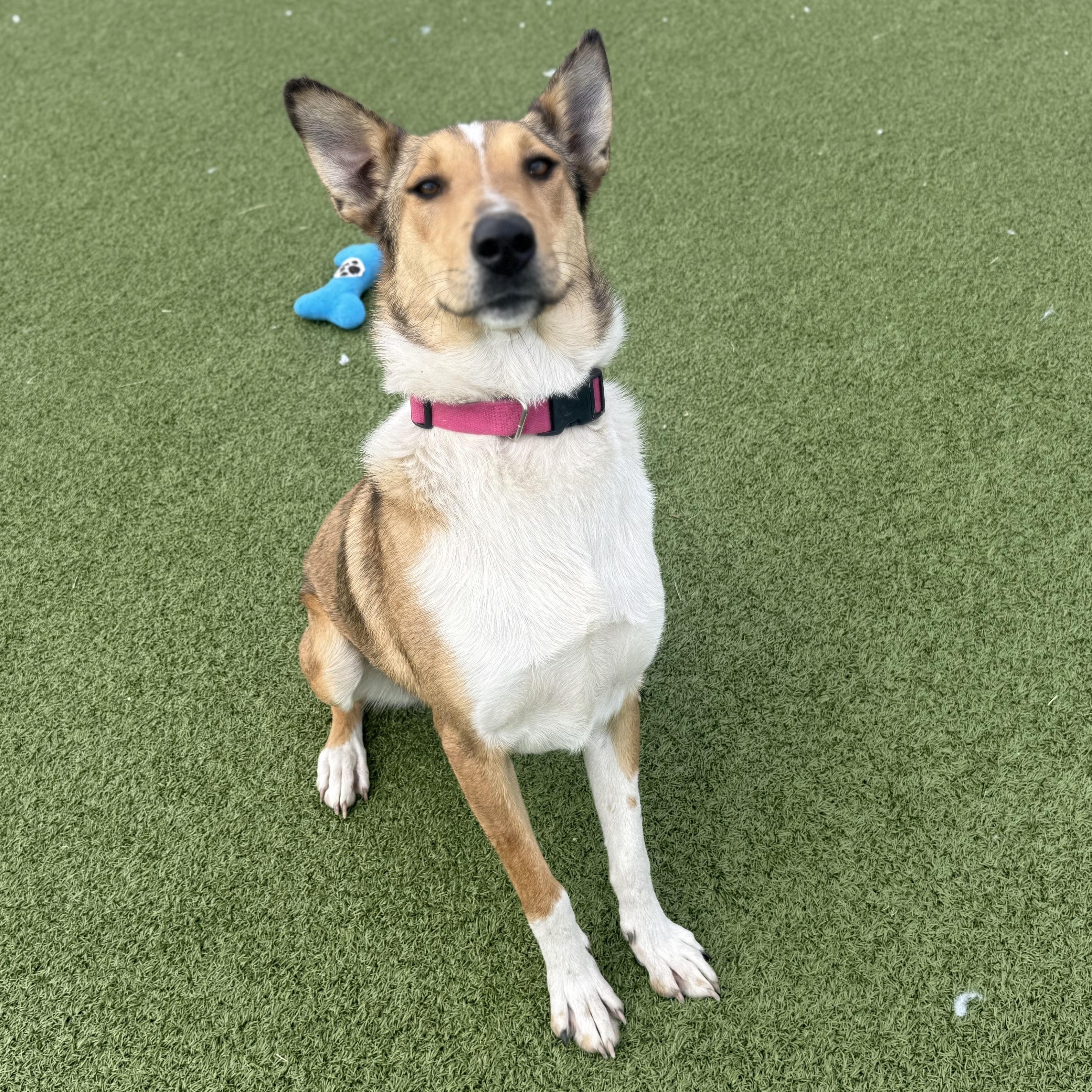 Enlarge Jacie, a ADOPTABLE mixed breed in Hays, KS image 5/5