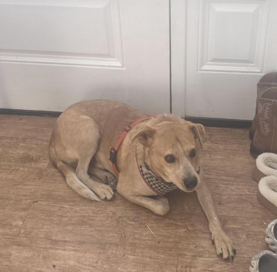 Shiloh, Adopted, Senior Male Shepherd.