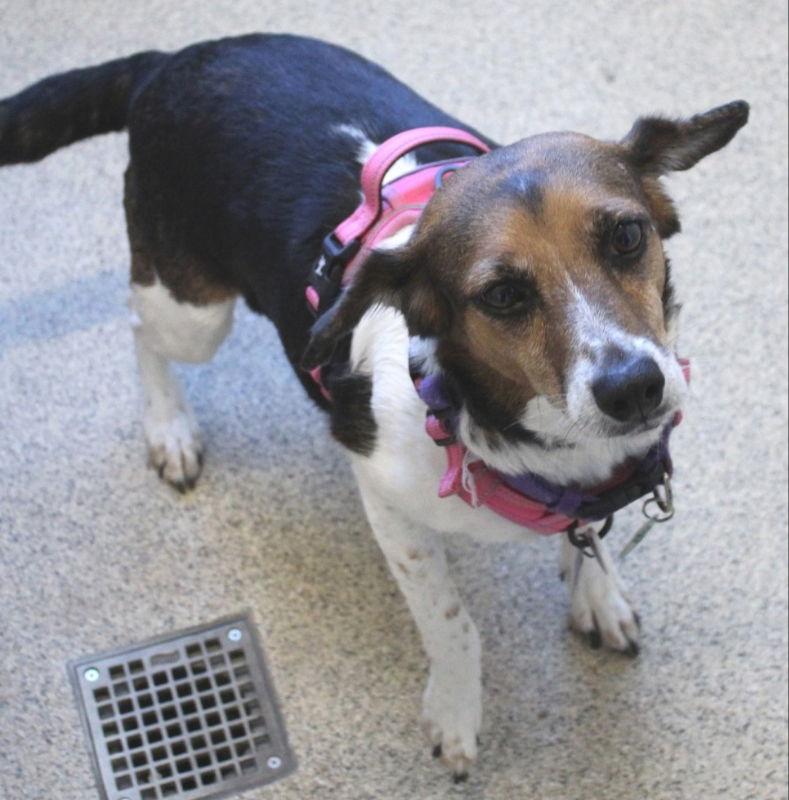 Anya  *Adopt or Foster*, Adoptable, Young Female Beagle.