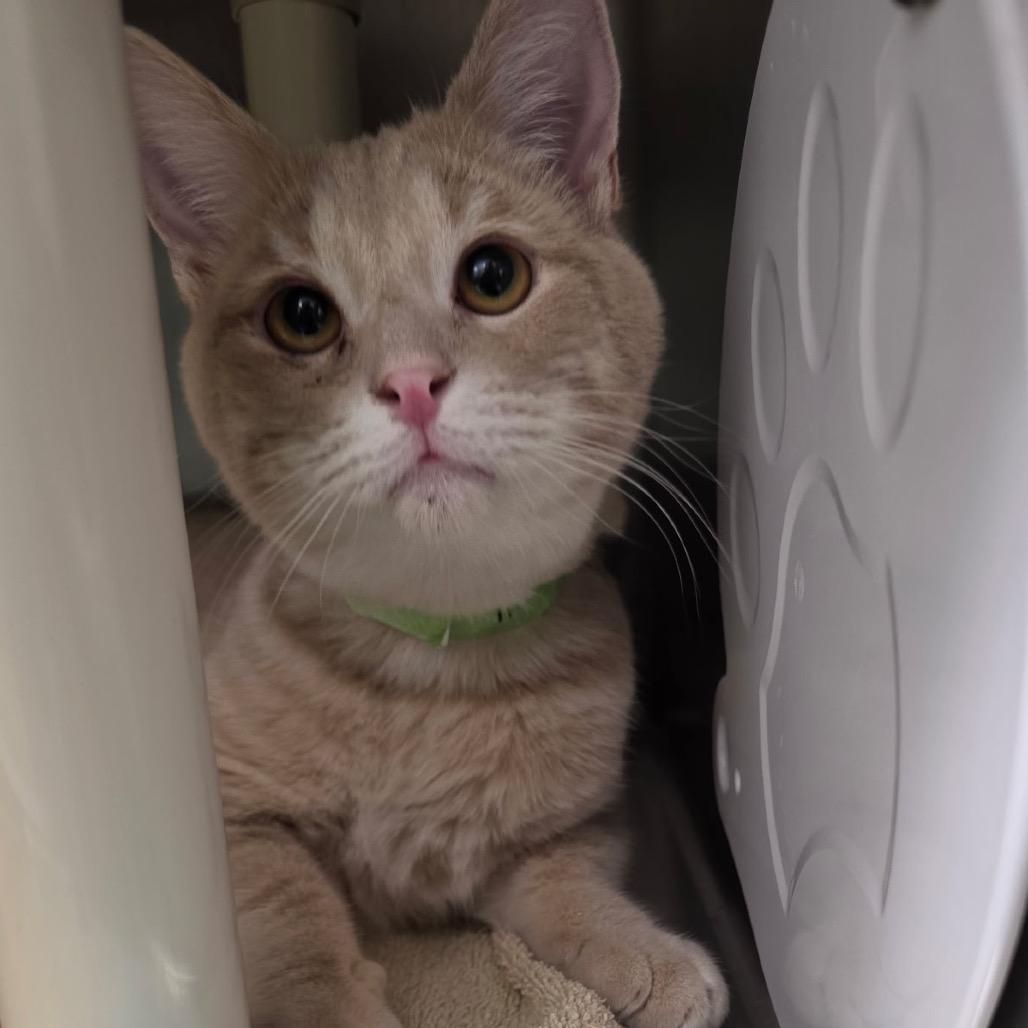 Enlarge Mr.Clean, a Adoptable Domestic Short Hair in Fort Wayne, IN image 1/2