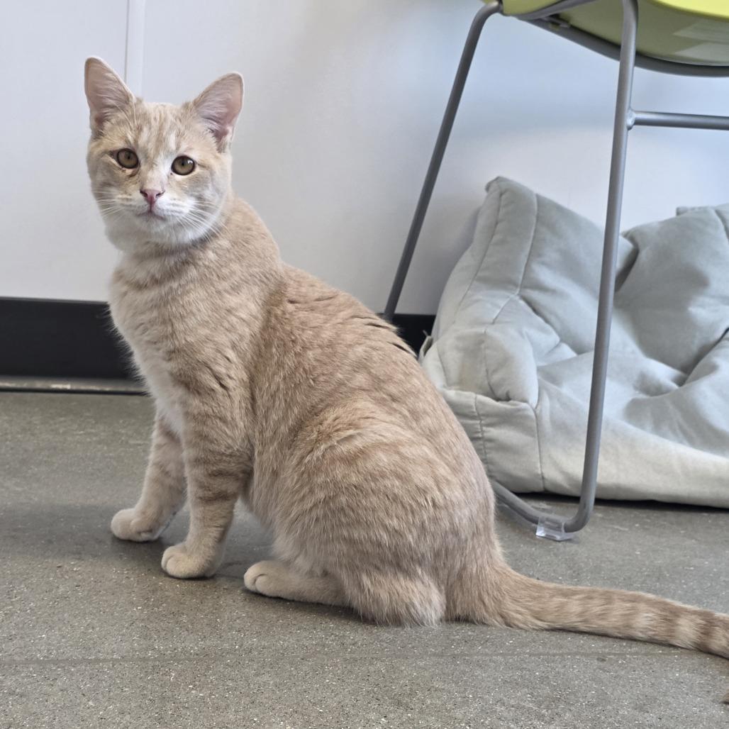 Enlarge Mr.Clean, a Adoptable Domestic Short Hair in Fort Wayne, IN image 2/2