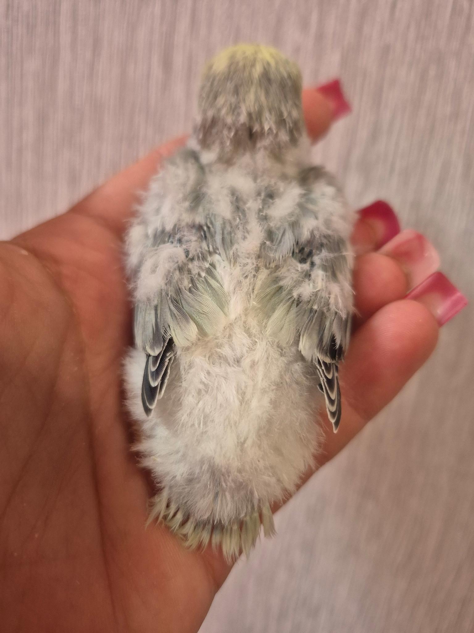 Enlarge Aqua Turquoise Peach Face , an adopted Lovebird in Corona, CA image 2/3