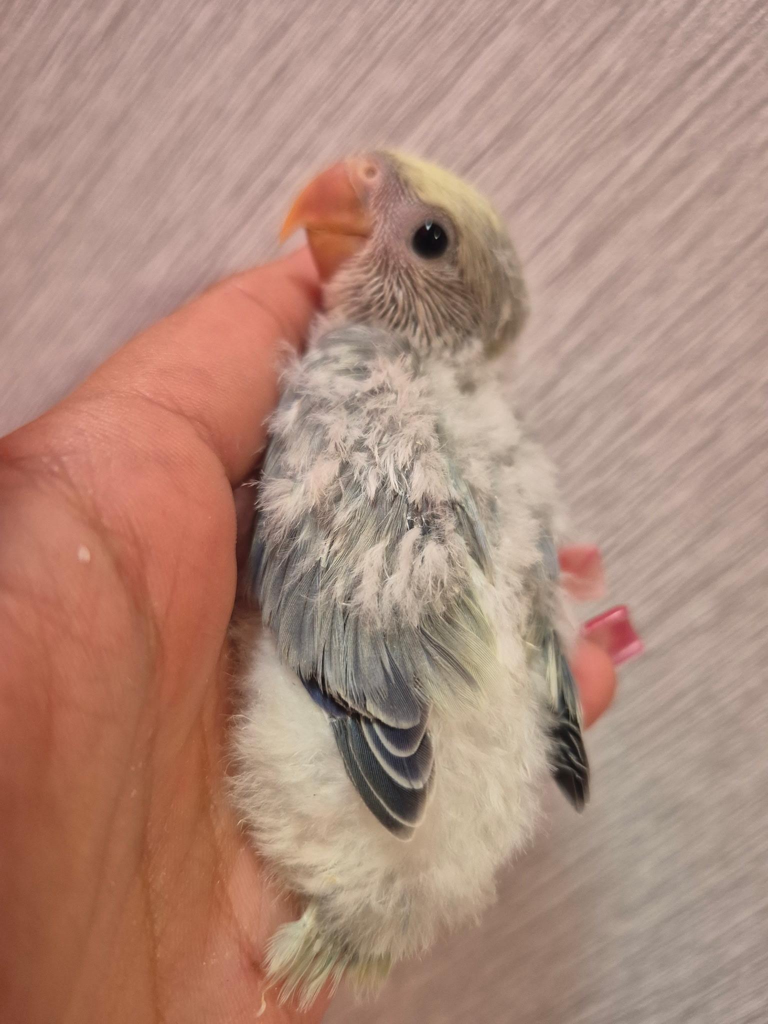 Aqua Turquoise Peach Face , adopted, Baby Unknown Lovebird.