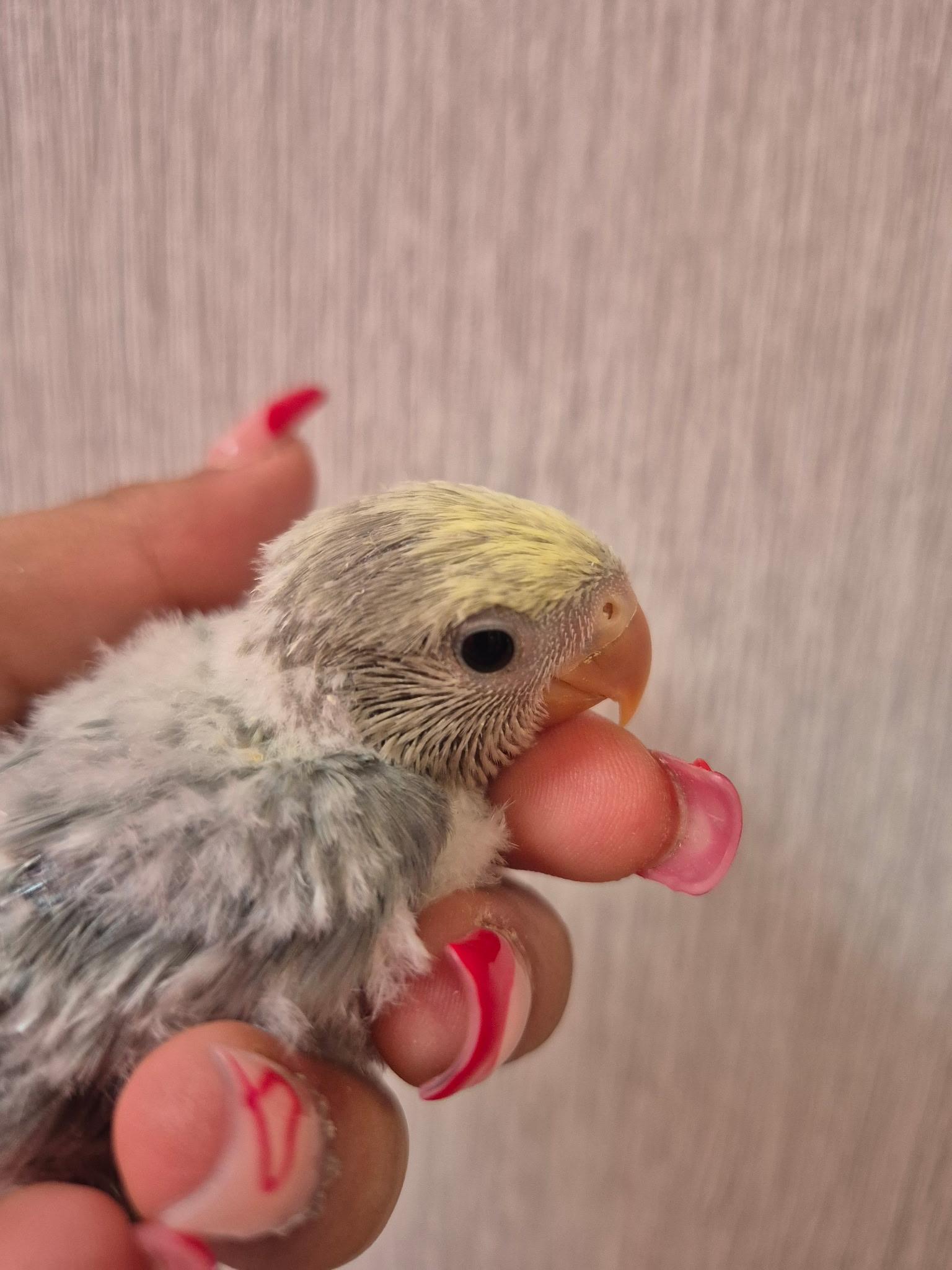 Enlarge Aqua Turquoise Peach Face , an adopted Lovebird in Corona, CA image 3/3
