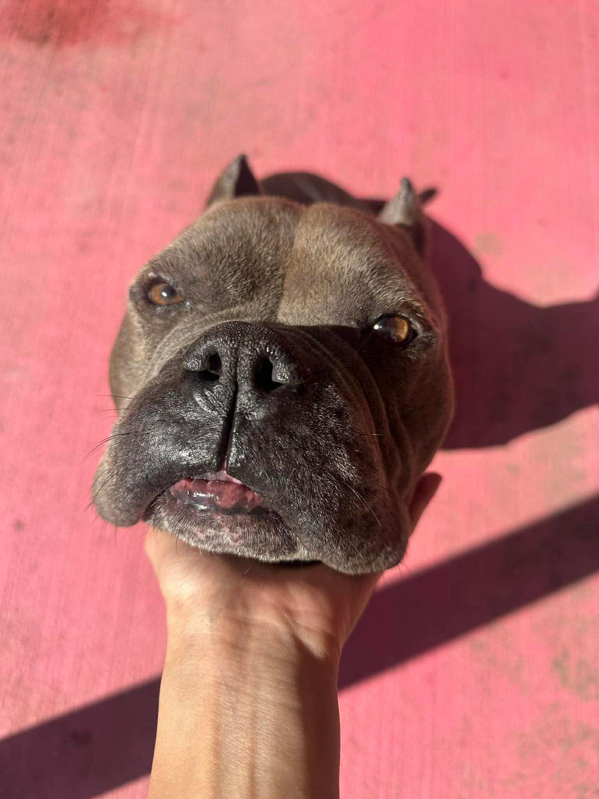 Enlarge Bubbles, an adopted American Bully in Windsor, CT image 5/5