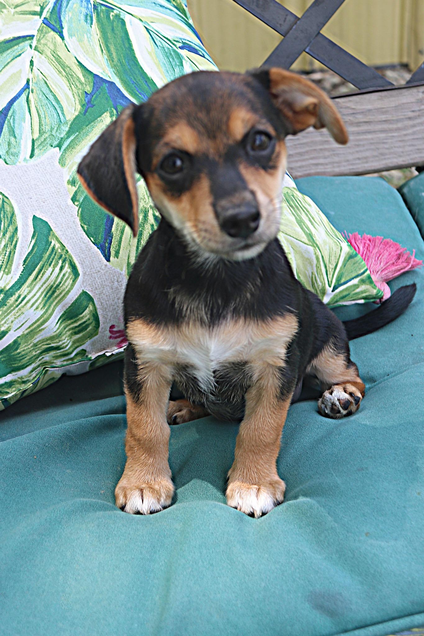 Tinka