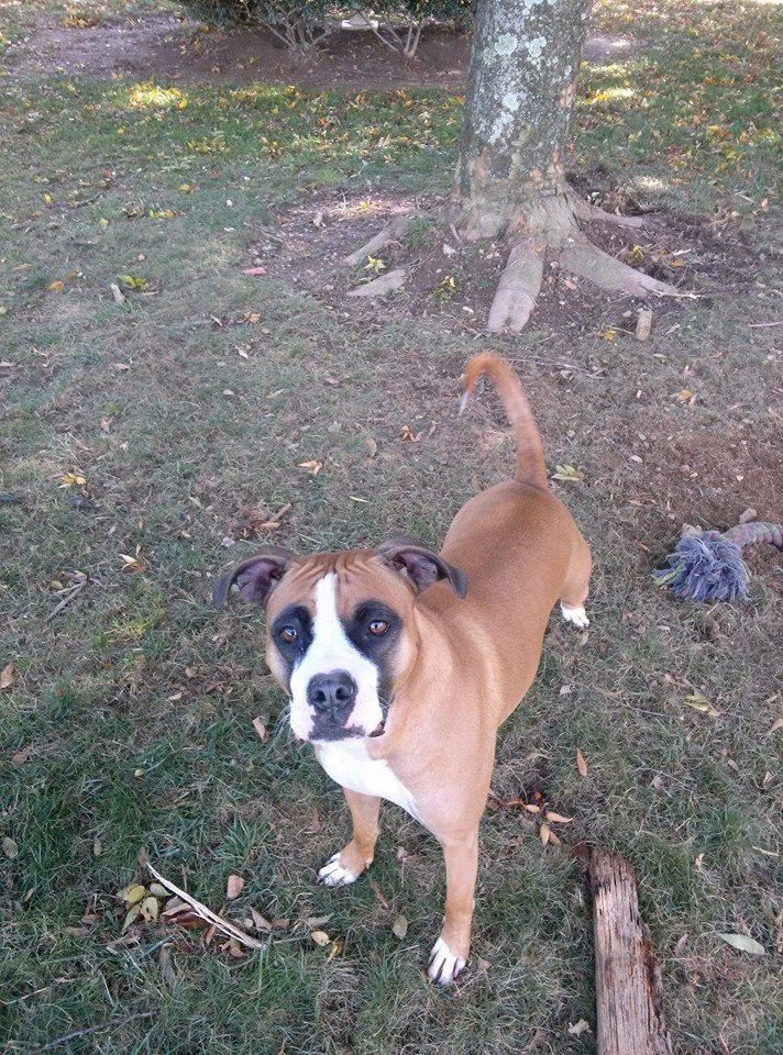 Enlarge Karma, a Adoptable Boxer in Westminster, MD image 1/4