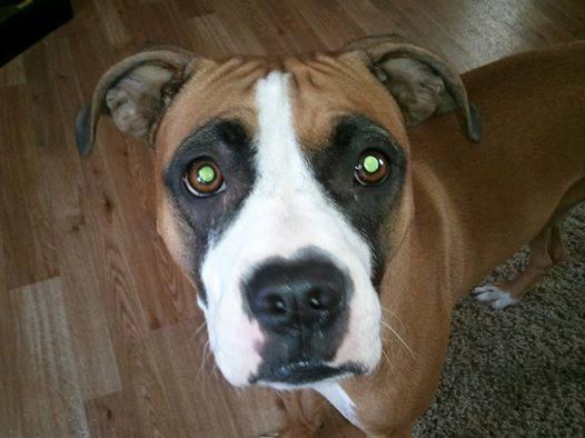 Enlarge Karma, a Adoptable Boxer in Westminster, MD image 4/4
