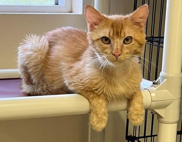 Phoenix, Adoptable, Young Male Domestic Medium Hair.