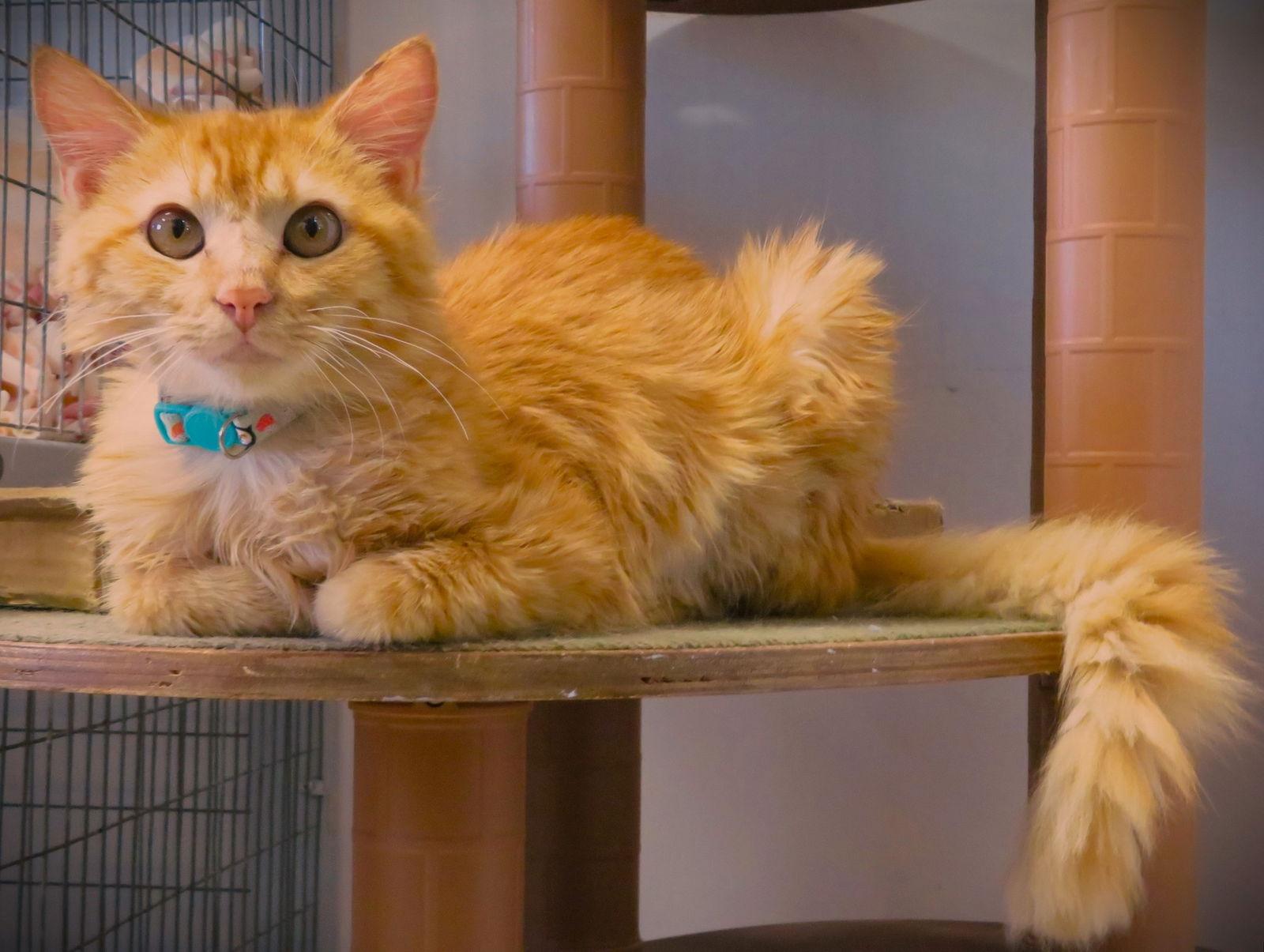 Phoenix, Adoptable, Young Male Domestic Medium Hair.