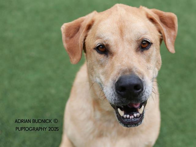 SCRAMBLE, Adoptable, Adult Male Mixed Breed.
