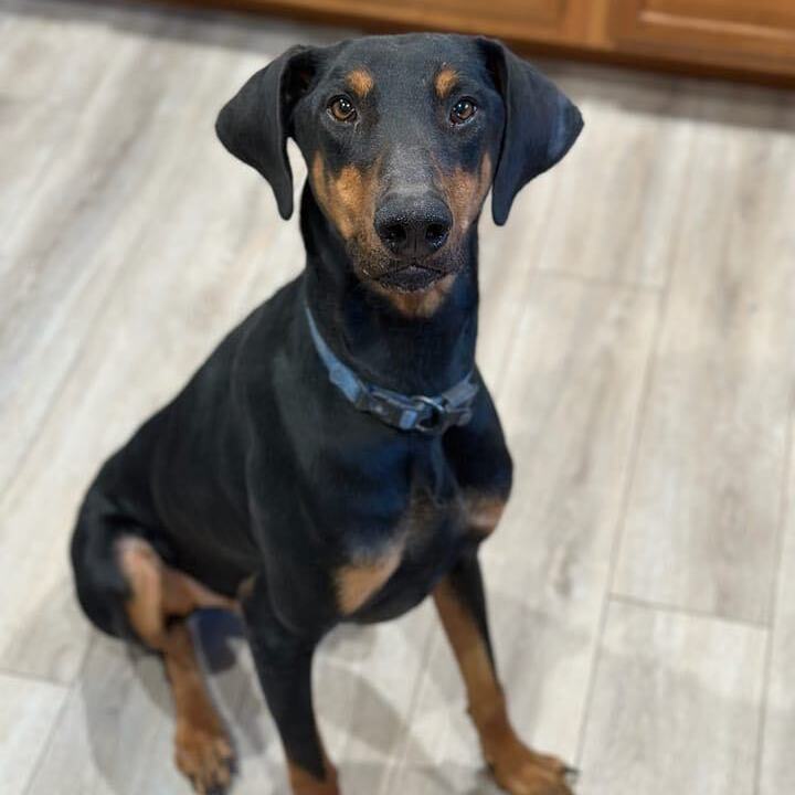 Titan, a Adoptable Doberman Pinscher in Harahan, LA image 1/2