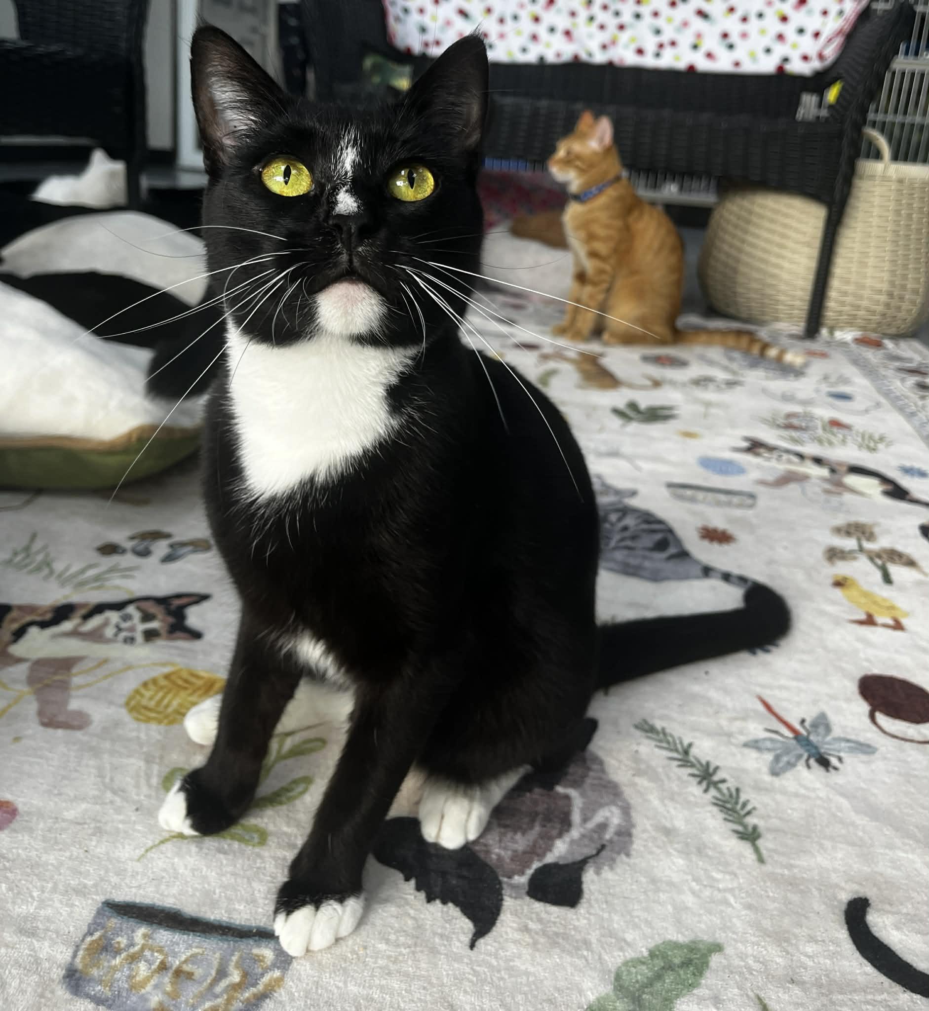 Enlarge Mojo, an adopted Tuxedo in Tavares, FL image 2/4