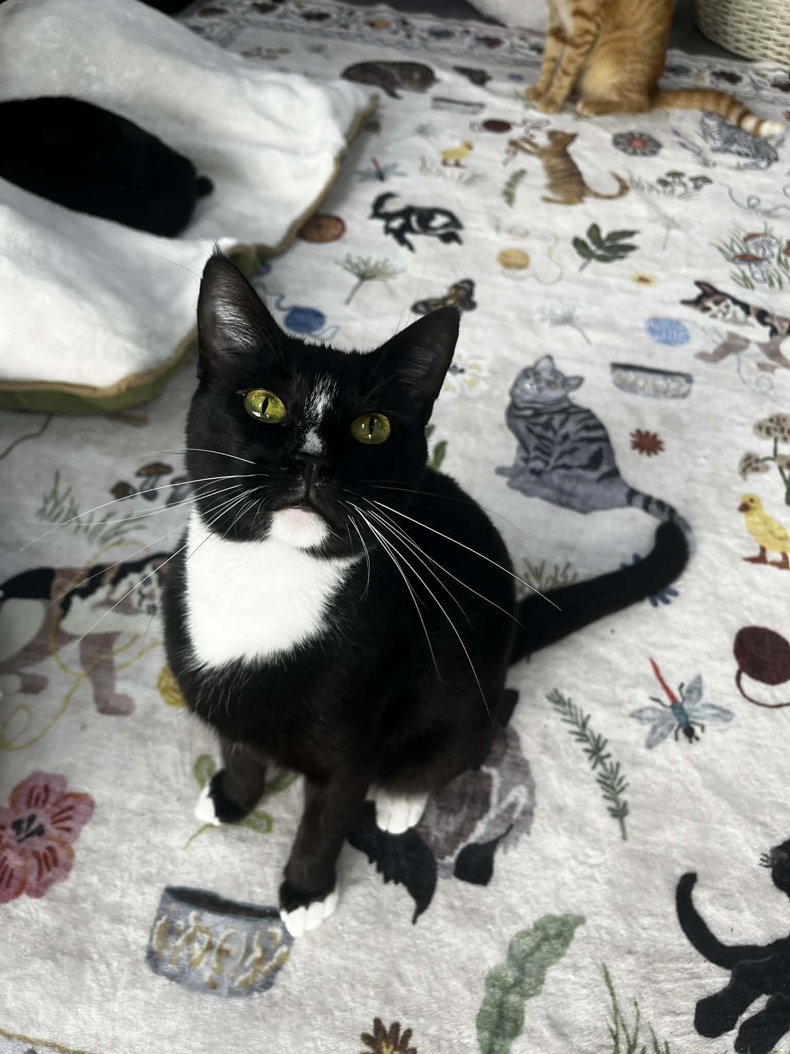 Enlarge Mojo, an adopted Tuxedo in Tavares, FL image 3/4