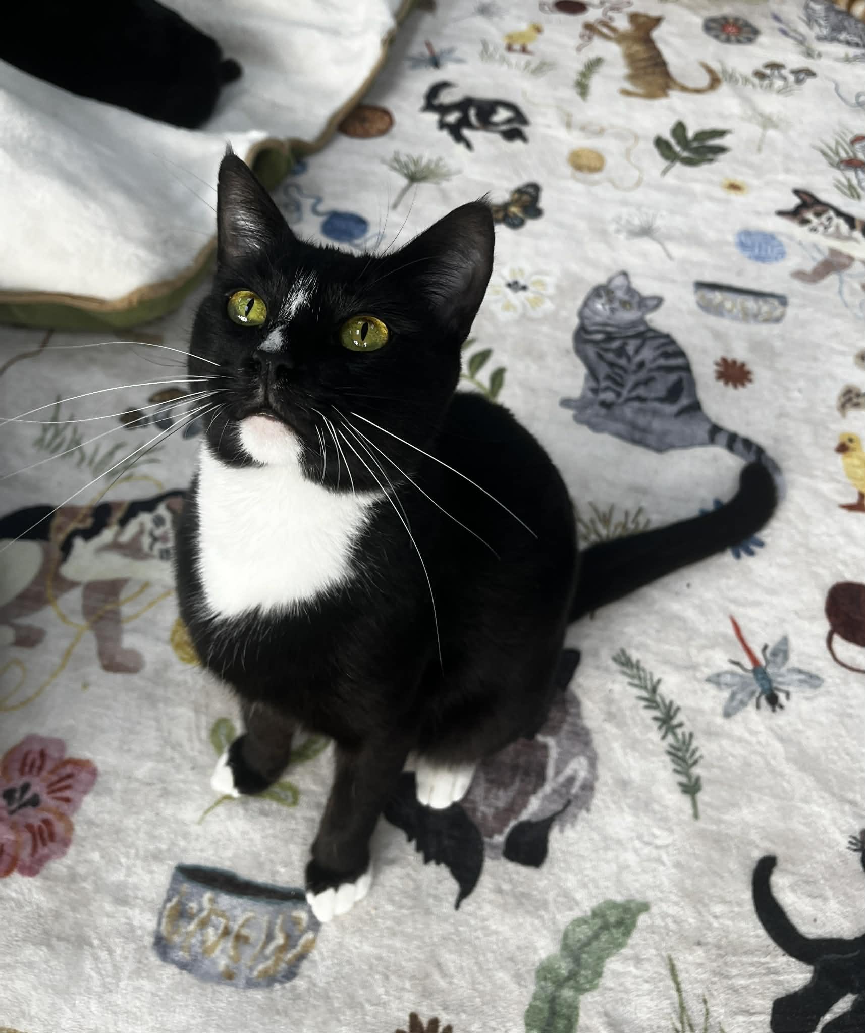 Enlarge Mojo, an adopted Tuxedo in Tavares, FL image 4/4