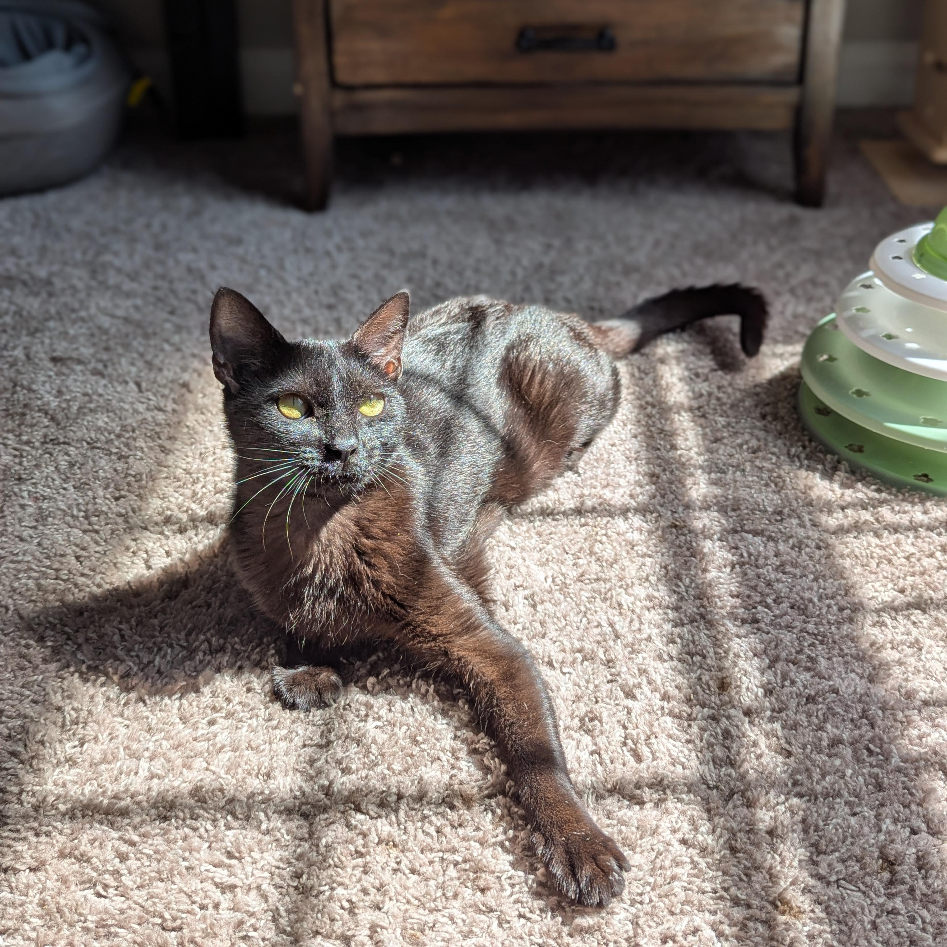 Mimosa (Silky Snugglebug), ADOPTABLE, Young Female Bombay & Domestic Short Hair.