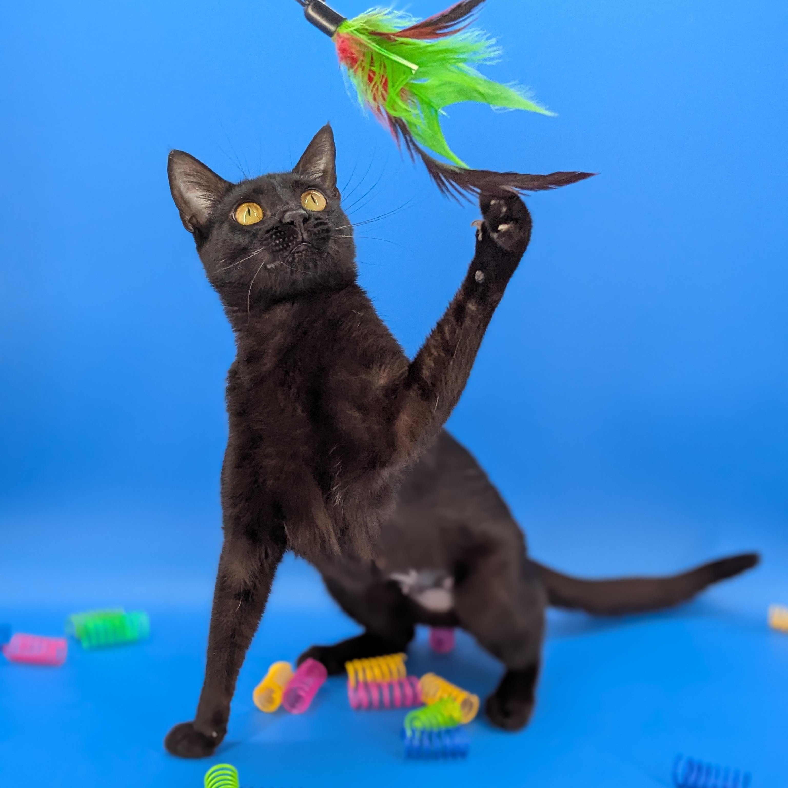 Enlarge Mimosa (Silky Snugglebug), a ADOPTABLE mixed breed in Decatur, GA image 3/6