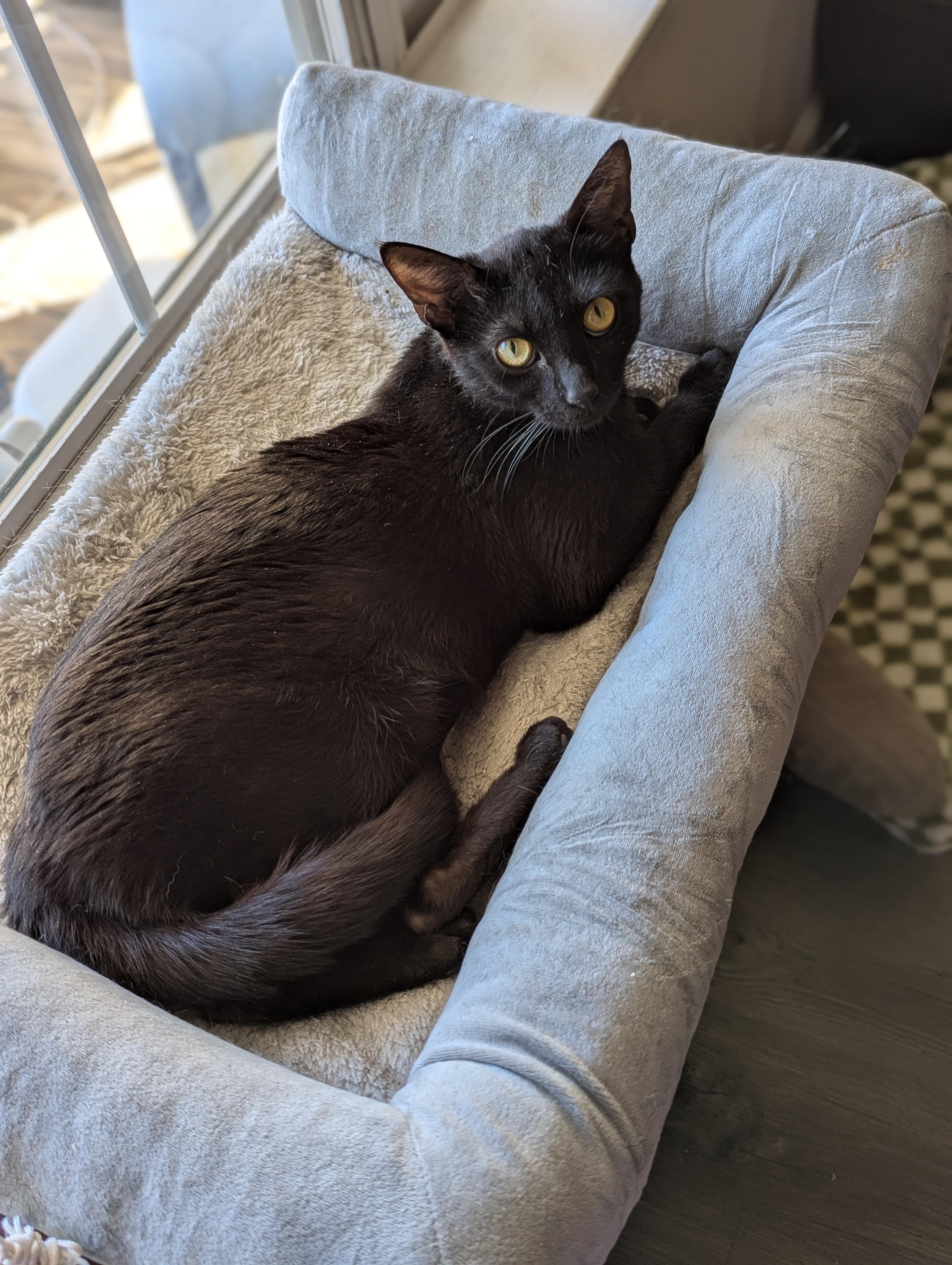 Enlarge Mimosa (Silky Snugglebug), a ADOPTABLE mixed breed in Decatur, GA image 4/6
