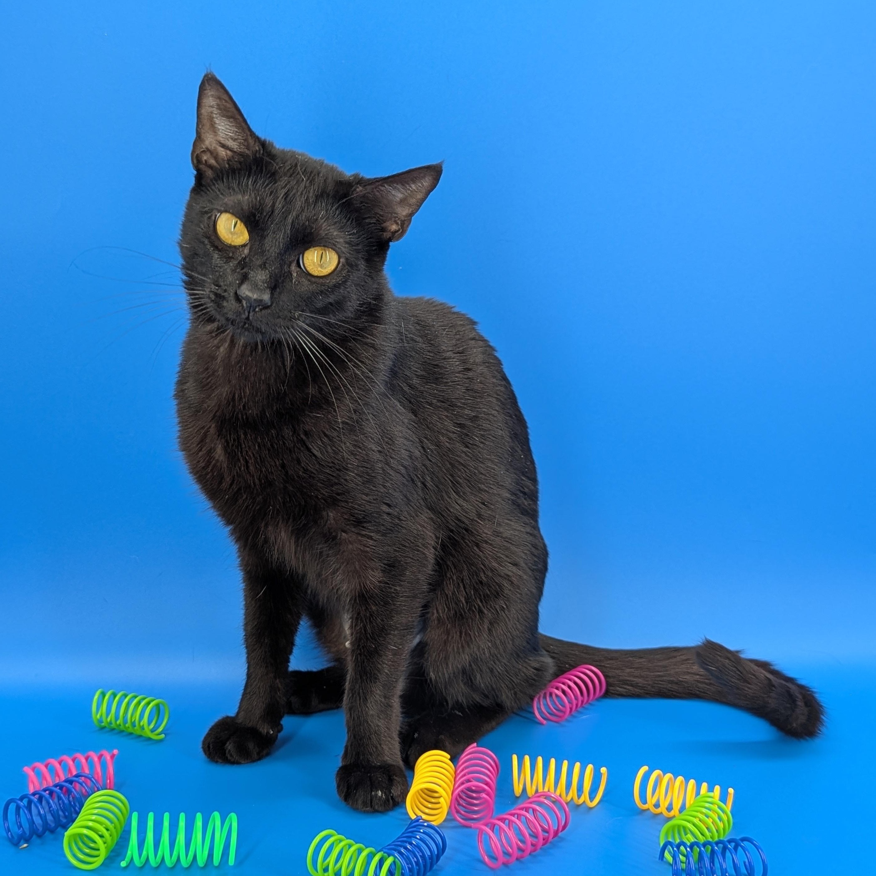 Enlarge Mimosa (Silky Snugglebug), a ADOPTABLE mixed breed in Decatur, GA image 2/6