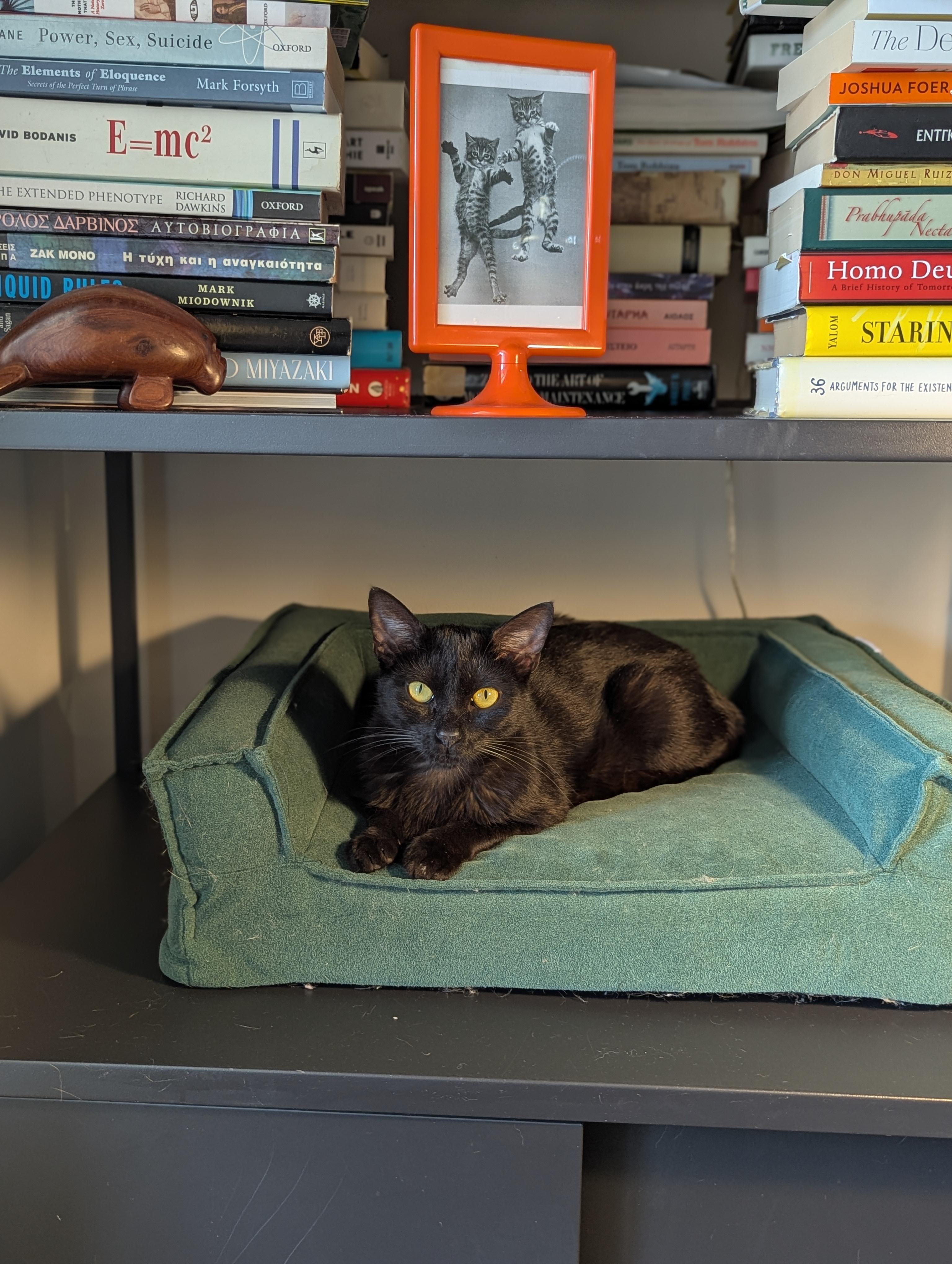 Enlarge Mimosa (Silky Snugglebug), a ADOPTABLE mixed breed in Decatur, GA image 6/6