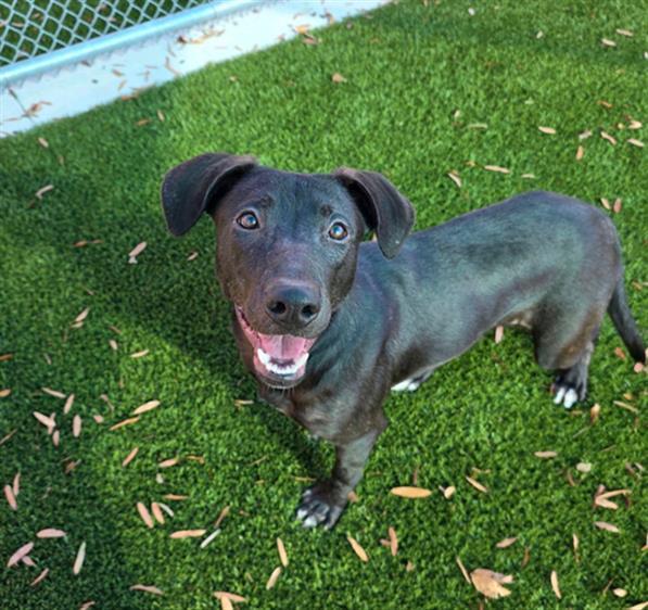 JEN, Adoptable, Young Female Labrador Retriever & Mixed Breed.