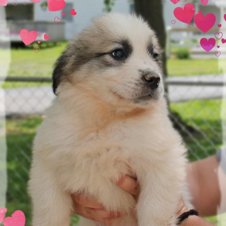 Enlarge Bobby, a ADOPTABLE mixed breed in Amelia, OH image 1/1