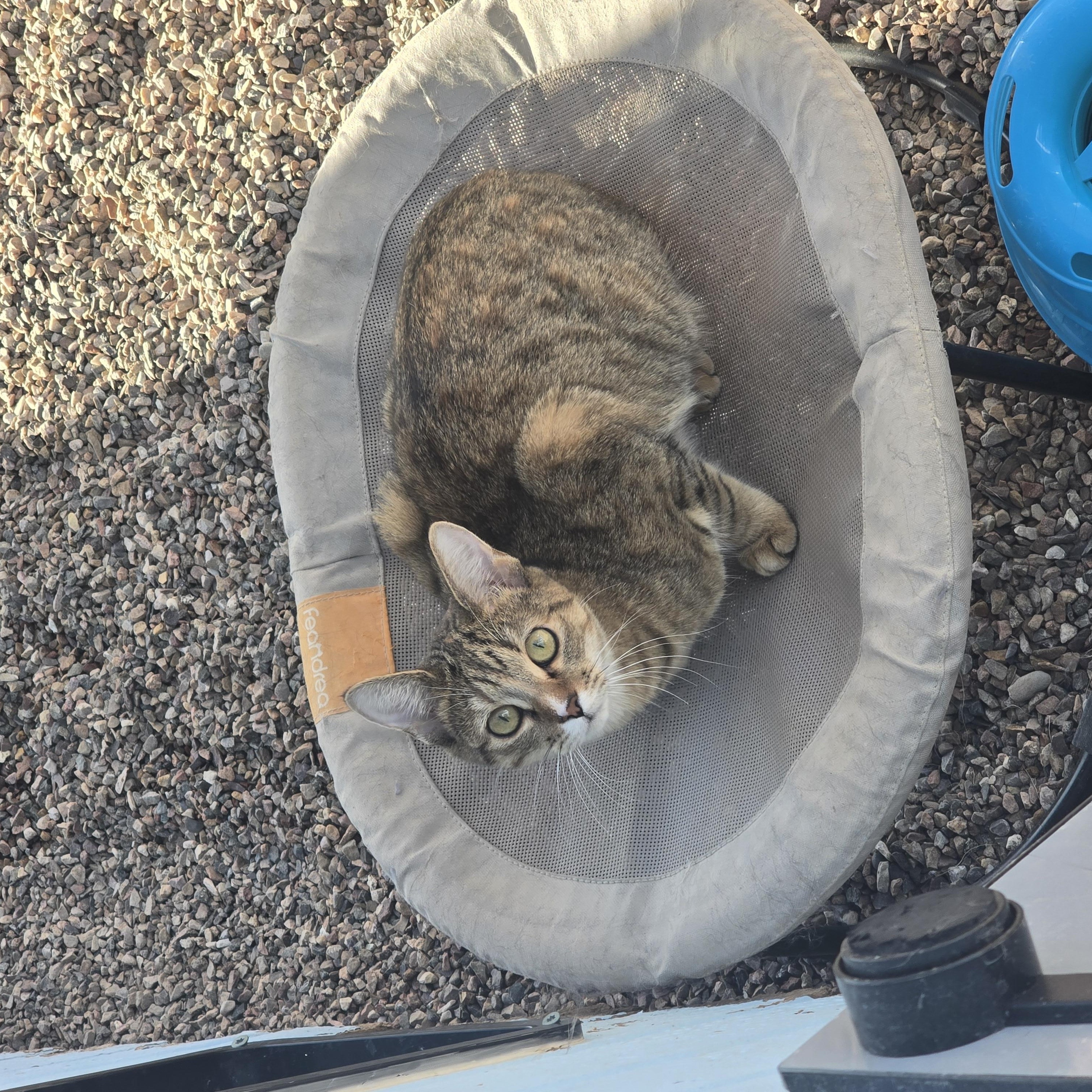 Bella, Adoptable, Young Female Domestic Short Hair.