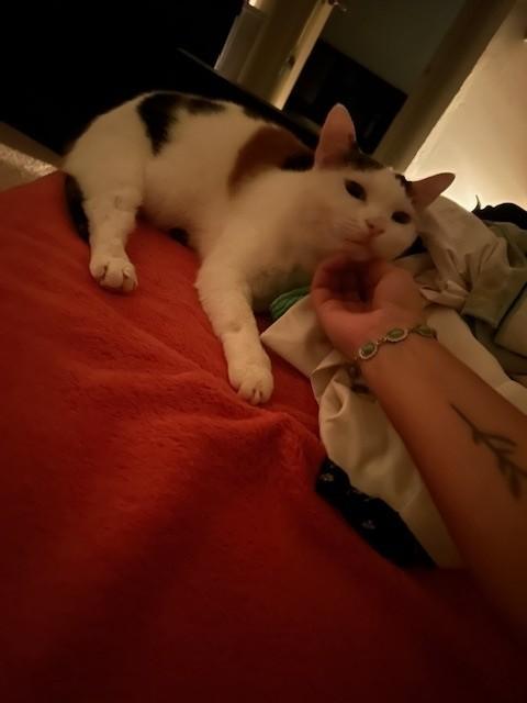 Mango the Calico, Adoptable, Adult Female Domestic Short Hair.