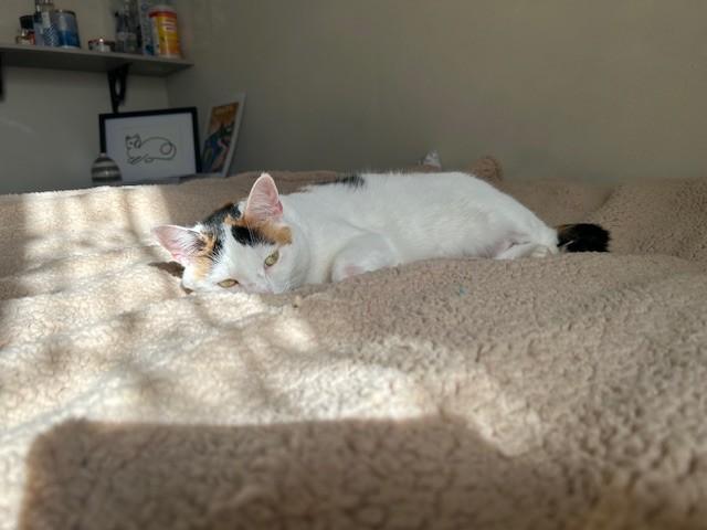 Mango the Calico, a Adoptable Domestic Short Hair in Fairfax, VA image 2/6