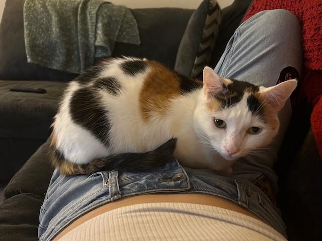 Mango the Calico (F), Adoptable, Adult Female Domestic Short Hair.
