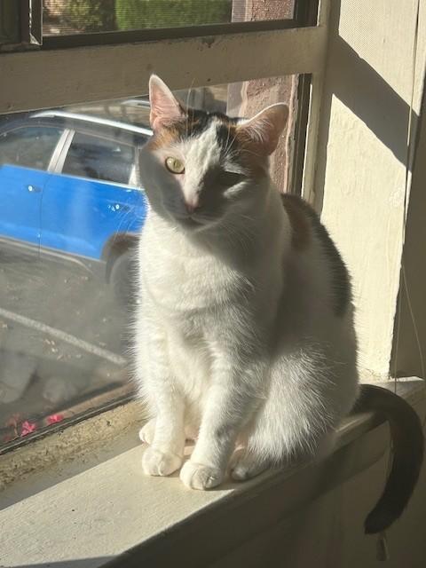Mango the Calico (F), Adoptable, Adult Female Domestic Short Hair.