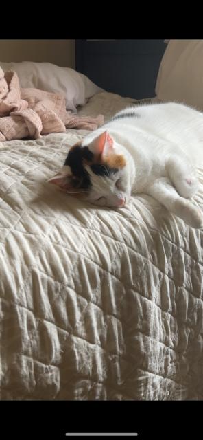 Mango the Calico, a Adoptable Domestic Short Hair in Fairfax, VA image 6/6