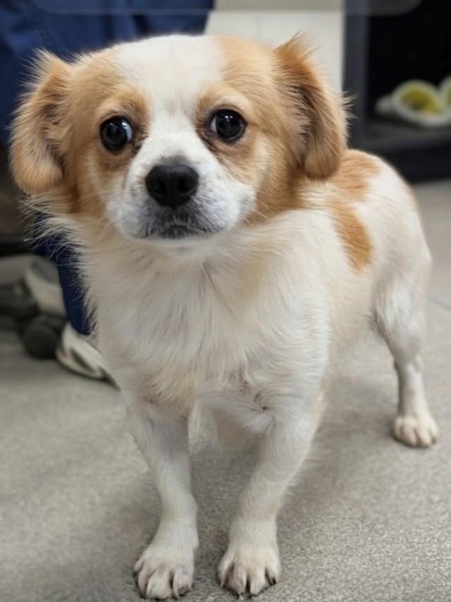 Enlarge Troy, a Adoptable mixed breed in Tampa, FL image 1/2