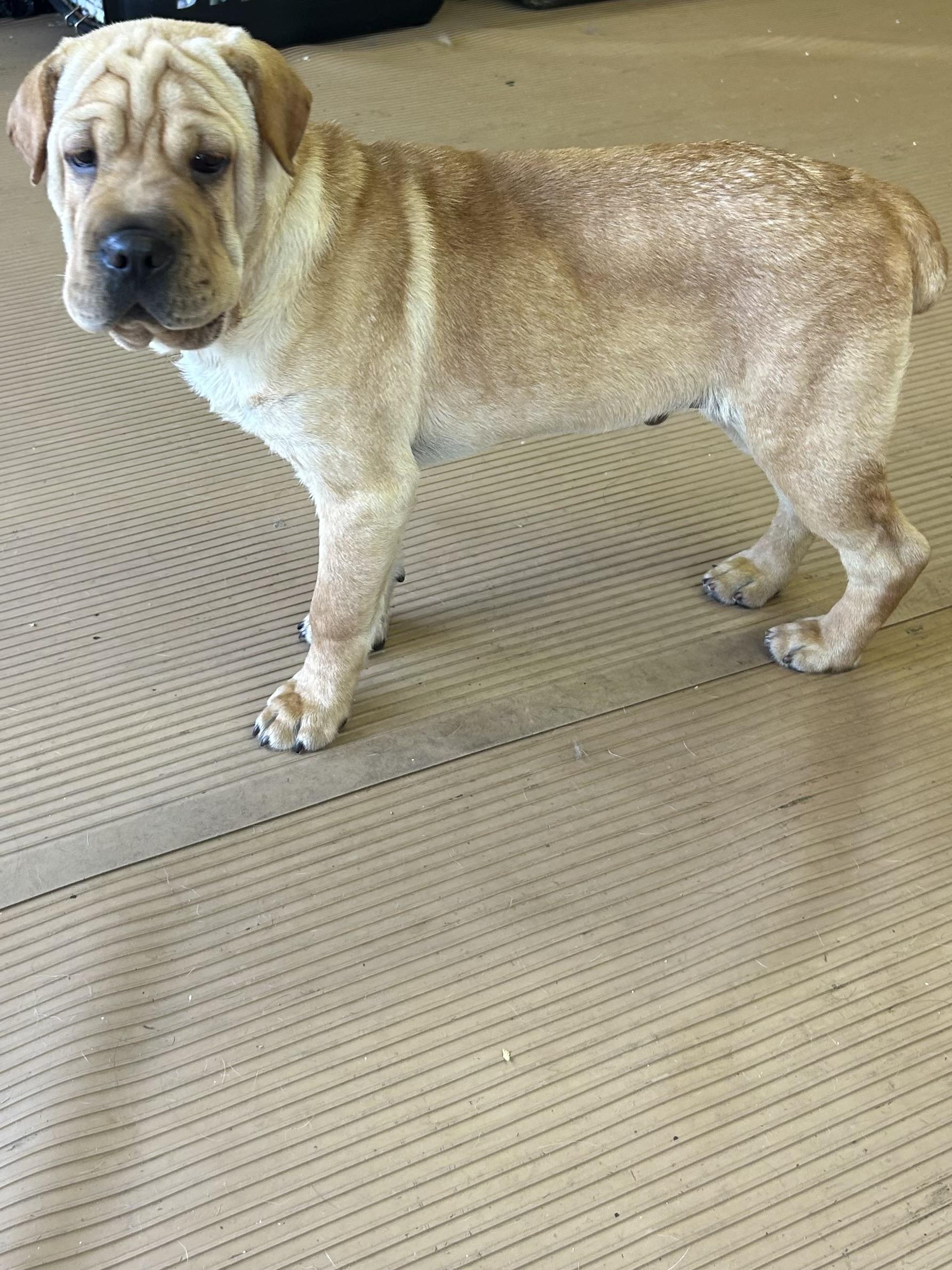 HANK (mini hippo) only 20 lbs, an adopted mixed breed in Rossford, OH image 6/6