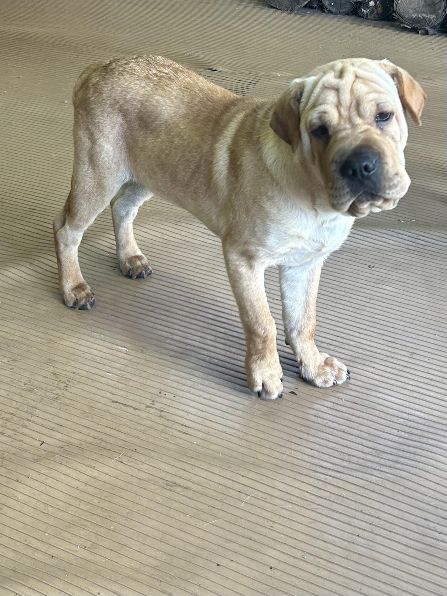 HANK (mini hippo) only 20 lbs, an adopted mixed breed in Rossford, OH image 1/6