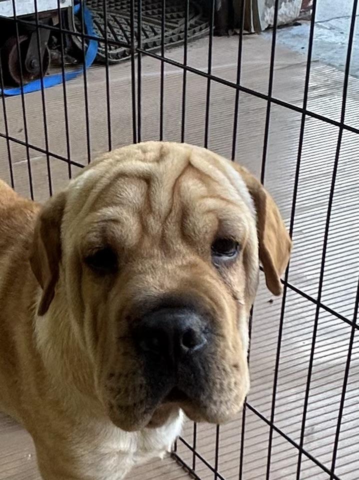 HANK (mini hippo) only 20 lbs, an adopted mixed breed in Rossford, OH image 4/6