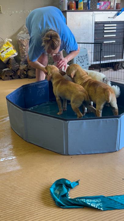 Enlarge HANK (mini hippo) only 20 lbs, an adopted mixed breed in Rossford, OH video 5/6