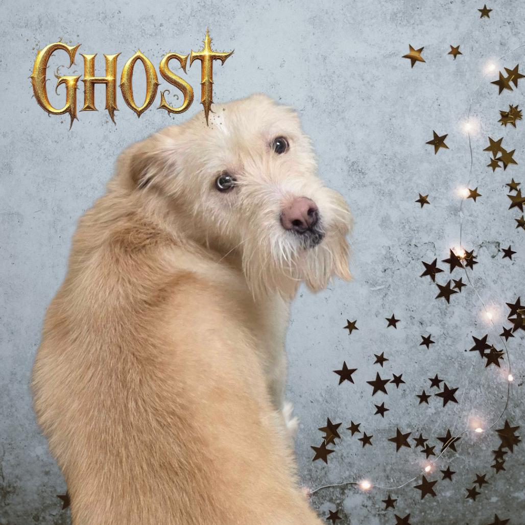 Ghost, Adoptable, Adult Male Husky & Terrier.
