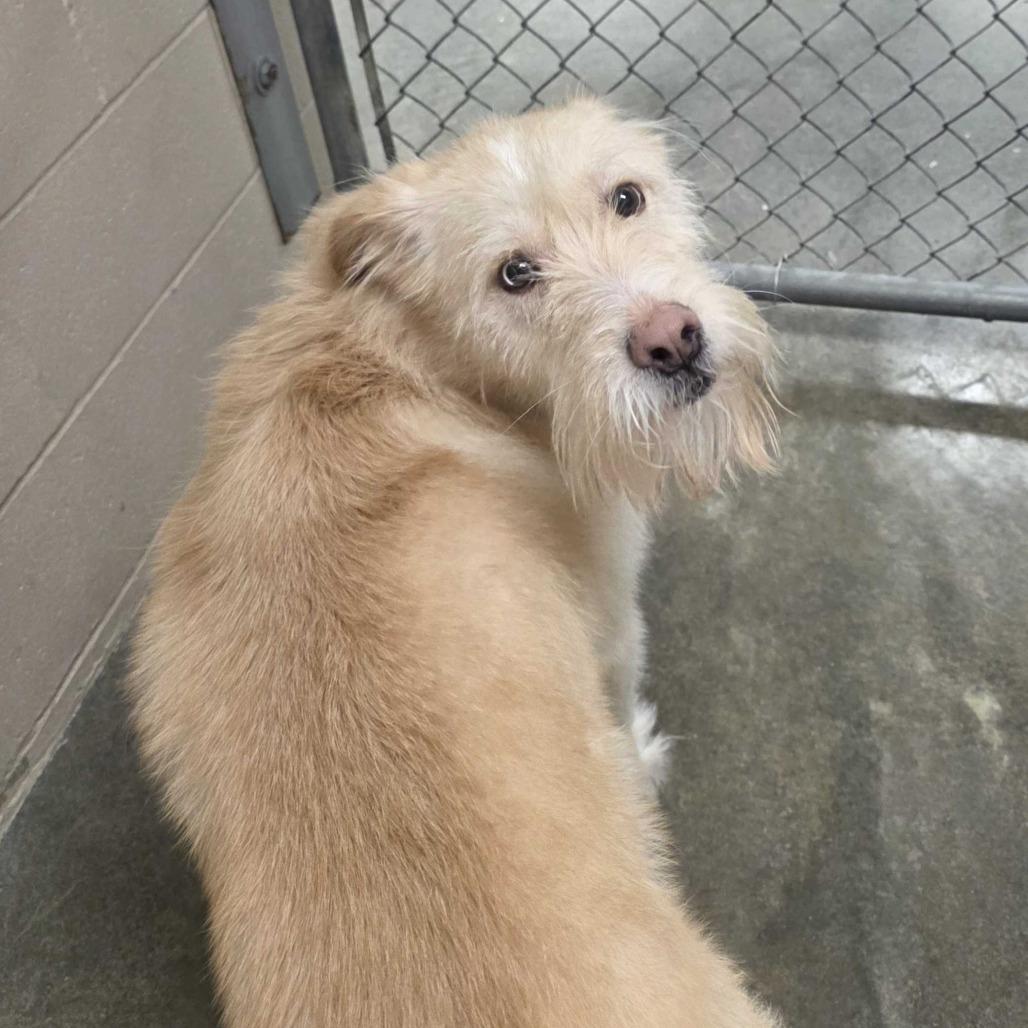 Enlarge Ghost, a Adoptable mixed breed in Muncie, IN image 2/2