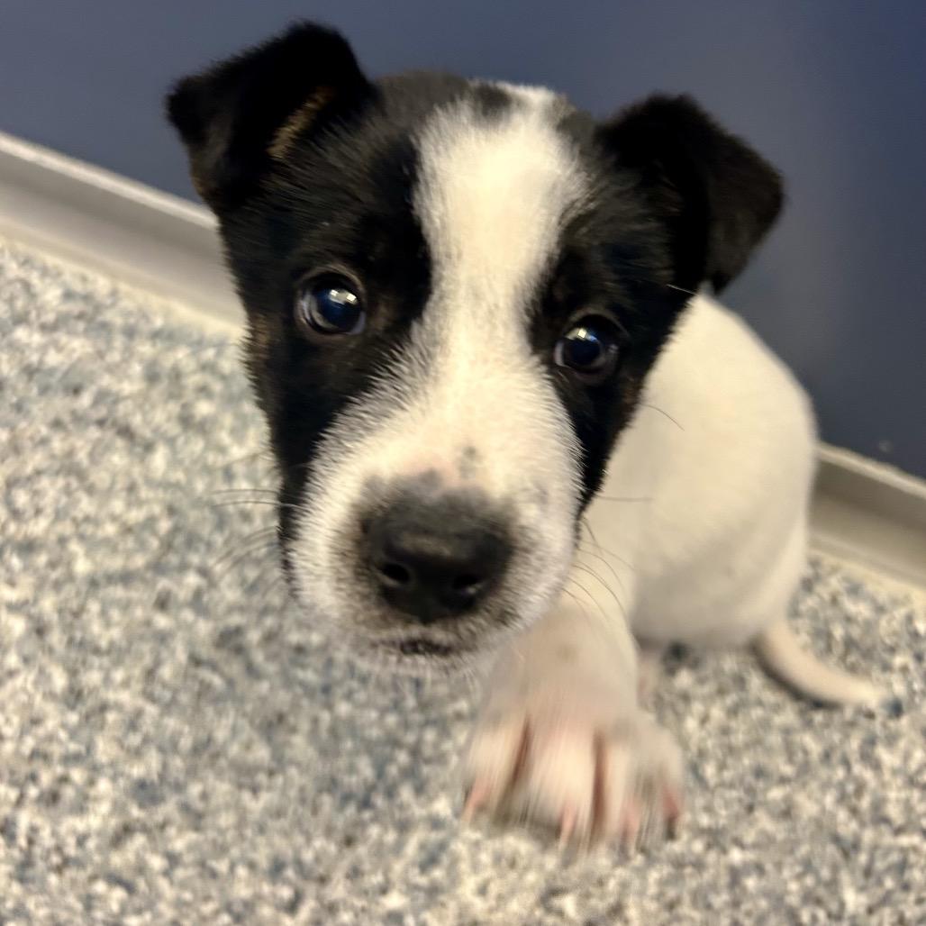 Tater, Adoptable, Puppy Male Collie & Australian Cattle Dog / Blue Heeler.